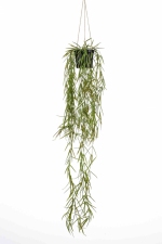 Hoya hanging bush 80cm in pot (tijdelijk uitverkocht)
